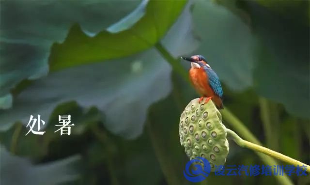 处暑